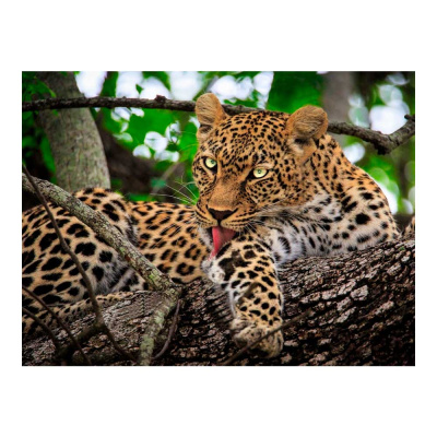 Алмазная мозаика Хищный леопард на дереве 30х40 см Рыжий Кот AC34037